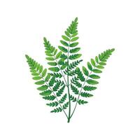 Elegant Adiantum Plant Design vector