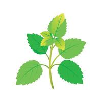 Lemon Balm Creative Illustration Design vector