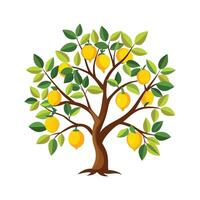 Stylish Lemon Tree Botanical Art vector