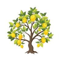 Elegant Lemon Tree Citrus Limon for Gardens vector