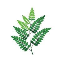 Stylish Adiantum Maidenhair Fern vector