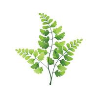 Maidenhair Fern Unique Artwork vector