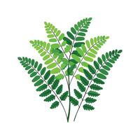 Charming Adiantum Maidenhair Fern vector