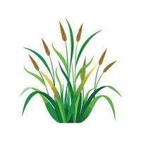 Elegant Monkey Grass for Indoor Use vector