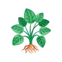 Nerve Plant Fittonia Unique Design vector