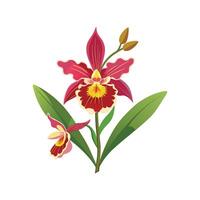 Oncidium Orchid Artistic Design vector