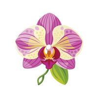 Elegant Phalaenopsis Orchid Artwork vector
