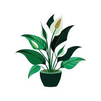 Elegant Peace Lily Artwork vector