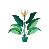 Charming Spathiphyllum Peace Lily Artwork vector