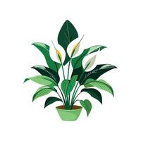 Peace Lily Elegant Artwork vector