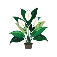 Charming Peace Lily Artwork vector