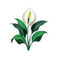 Charming Peace Lily Spathiphyllum for Colorful Spaces vector