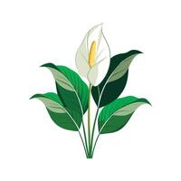 Nutritious Peace Lily Spathiphyllum for Healthy Living vector