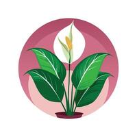 Stylish Spathiphyllum Peace Lily Artwork vector