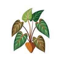 Artistic Philodendron Micans Leaf Design vector
