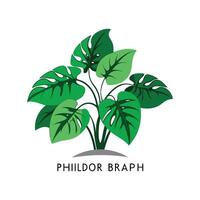 Lush Philodendron Brazil Leaf Illustration vector