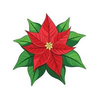 Elegant Euphorbia Pulcherrima Flower Graphic vector