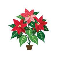 Charming Euphorbia Pulcherrima Plant Artwork vector