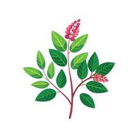Elegant Polyscias Leaf Design vector