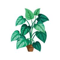 Nutritious Pothos Jade for Healthy Living vector