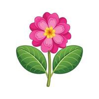 Charming Primula Plant Graphic vector