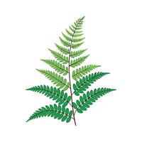 Charming Rabbits Foot Fern Plant Graphic vector