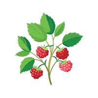 Nutritious Raspberry Plant Rubus Idaeus vector