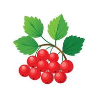 Nutritious Red Currant Ribes Rubrum for Gardens vector