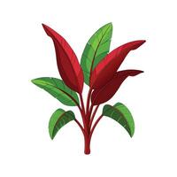 Nutritious Red Leafed Banana Musa vector