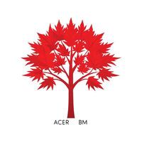 Charming Red Maple Acer Rubrum for Gardens vector