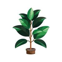 Stylish Rubber Plant Ficus Elastica for Indoor Use vector