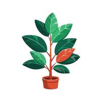 Stylish Ficus Elastica Rubber Plant for Gardens vector