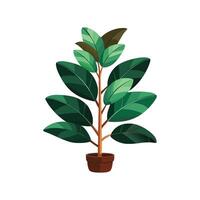 Stylish Ficus Elastica Rubber Plant for Gardens. vector
