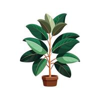 Elegant Ficus Elastica Rubber Plant for Indoor Use vector