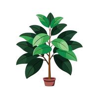 Charming Ficus Elastica Rubber Plant for Decor vector