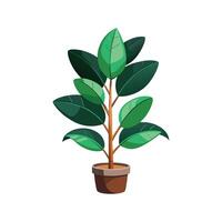 Elegant Ficus Elastica Rubber Plant vector