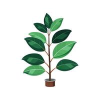 Charming Rubber Plant Ficus Elastica for Lush Interiors vector