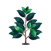 Charming Ficus Elastica Plant Design vector