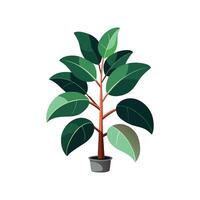 Vibrant Ficus Elastica Rubber Plant for Indoor Use vector
