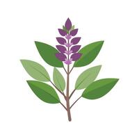 Nutritious Sage Salvia for Culinary Use vector