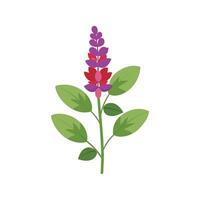 Charming Salvia Plant Design vector