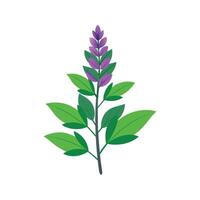 Charming Salvia Salvia Artwork vector