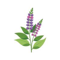 Elegant Salvia Plant for Colorful Gardens vector