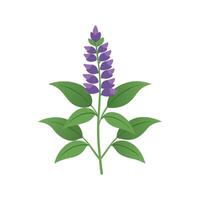 Unique Salvia Salvia Plant Artwork vector