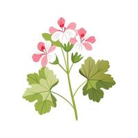 Charming Scented Geranium Design vector