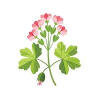Stylish Scented Geranium Illustration vector