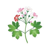 Stylish Scented Geranium Artwork vector