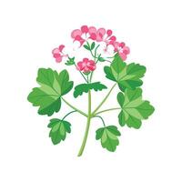 Elegant Scented Geranium Design vector