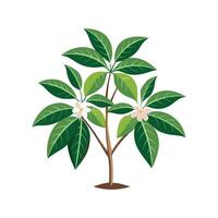 Elegant Amate Schefflera Illustration vector
