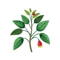 Charming Schismatoglottis Plant Design vector